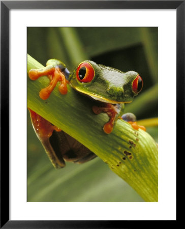 Red-Eyed Tree Frog, Costa Rica by Steve Winter Pricing Limited Edition Print image