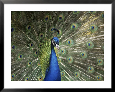 Peacock, Buchlovice, South Moravia, Czech Republic by Upperhall Pricing Limited Edition Print image
