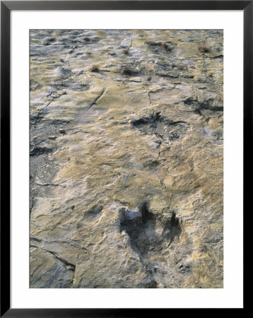 Dinosaur Trackway, Clayton Lake State Park, Clayton, New Mexico, Usa by Michael Snell Pricing Limited Edition Print image