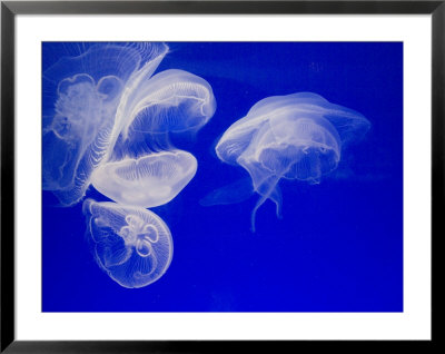 Jellyfish, Aquarium, Oceanographic Institute, Monaco-Veille, Monaco by Ethel Davies Pricing Limited Edition Print image