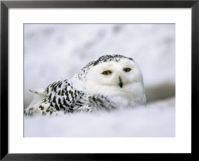 Captive Snowy Owl (Nictea Scandiaca) by Steve & Ann Toon Pricing Limited Edition Print image