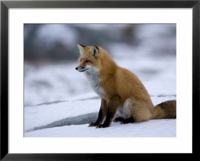 Red Fox, Vulpes Vulpes, Churchill, Manitoba, Canada by Thorsten Milse Pricing Limited Edition Print image