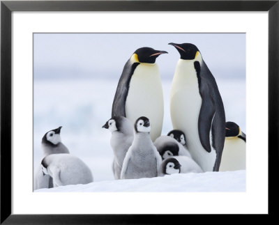 Emperor Penguins (Aptenodytes Forsteri) And Chicks, Snow Hill Island, Weddell Sea, Antarctica by Thorsten Milse Pricing Limited Edition Print image