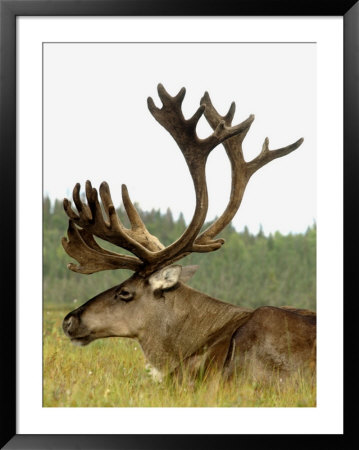 Bull Caribou, Alaska by Jim Oltersdorf Pricing Limited Edition Print image