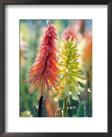 Kniphofia (Drummore Apricot) by Mark Bolton Pricing Limited Edition Print image