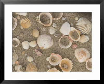 Shells On The Beach, Ko Chang, Thailand by Gavriel Jecan Pricing Limited Edition Print image