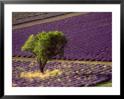 Lavender Field In High Provence, France by David Barnes Pricing Limited Edition Print image