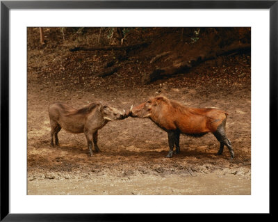 A Male And Female Warthog Rub Noses by Nicole Duplaix Pricing Limited Edition Print image