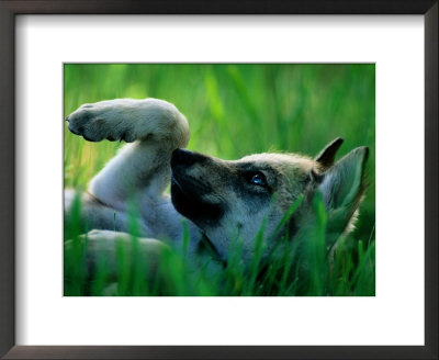 Eight-Week-Old Mexican Gray Wolf by Joel Sartore Pricing Limited Edition Print image