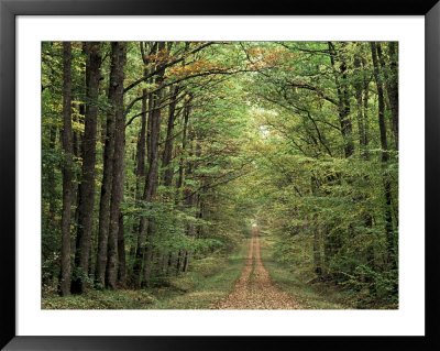 Chambord Forest, Loire, France by Adam Woolfitt Pricing Limited Edition Print image