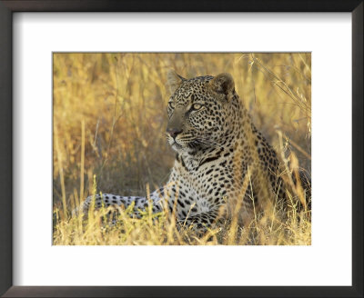 Leopard (Panthera Pardus), Masai Mara National Reserve, Kenya, East Africa, Africa by James Hager Pricing Limited Edition Print image