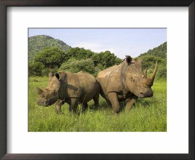 White Rhino, With Calf In Pilanesberg Game Reserve, South Africa by Steve & Ann Toon Pricing Limited Edition Print image