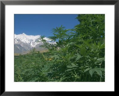 Marijuana Bushes, Near Hopar Glacier, Hunza, Pakistan by Jane Sweeney Pricing Limited Edition Print image