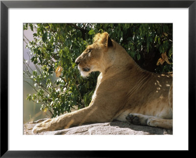 Lioness (Panthera Leo) Mara Game Reserve, Kenya by Ralph Reinhold Pricing Limited Edition Print image