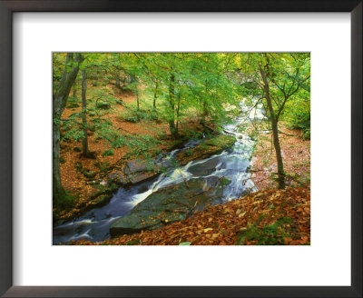 River In Autumn Woodland, Ireland by David Boag Pricing Limited Edition Print image