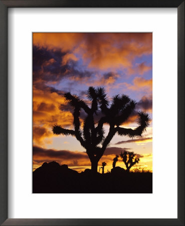 Spectacular Sunrise At Joshua Tree National Park, California, Usa by Chuck Haney Pricing Limited Edition Print image