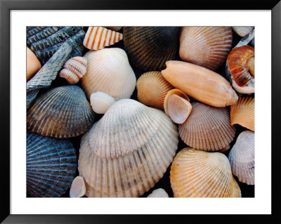 Shells On Edisto Beach, Edisto Beach State Park, South Carolina, Usa by Scott T. Smith Pricing Limited Edition Print image