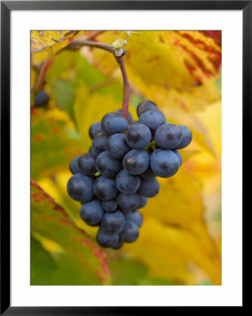 Beaujolais Red Grapes In Autumn, Burgundy, France by Lisa S. Engelbrecht Pricing Limited Edition Print image