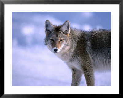 Coyote (Canis Latrans) In Winter, Yellowstone National Park, Usa by Carol Polich Pricing Limited Edition Print image