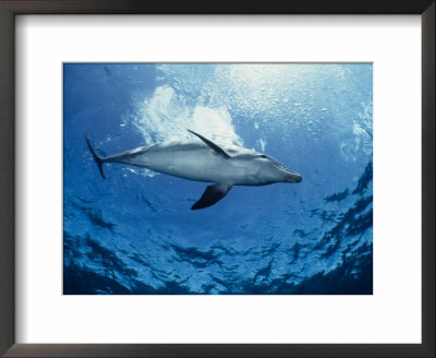 Bottlenose Dolphin, Underwater, Providenciales by Gerard Soury Pricing Limited Edition Print image