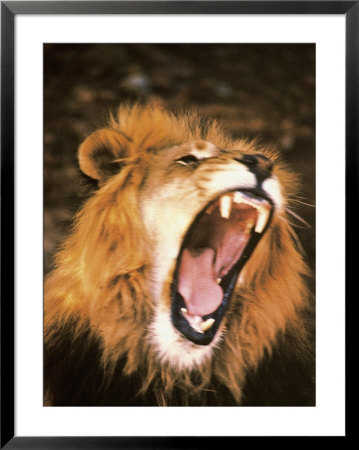 Lion Roaring In The Wild by John Dominis Pricing Limited Edition Print image