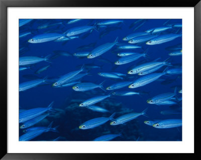 A School Of Grunts Swim In A Blue Underwater World by George Grall Pricing Limited Edition Print image