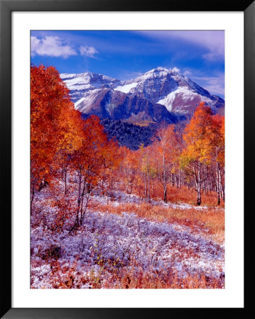 Fall Aspen Trees And Early Snow, Timpanogos, Wasatch Mountains, Utah, Usa by Howie Garber Pricing Limited Edition Print image