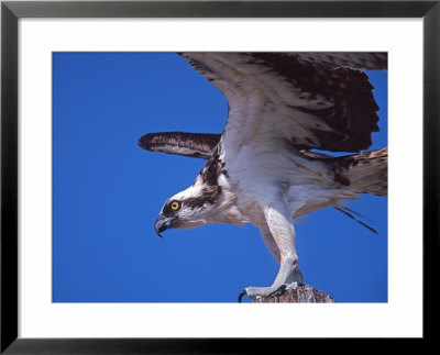 Osprey Close-Up by Charles Sleicher Pricing Limited Edition Print image