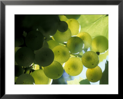 Semillion Grape Cluster In Veraison, Seven Hills Vineyard, Umatilla County, Oregon, Usa by Brent Bergherm Pricing Limited Edition Print image