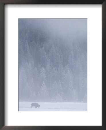 Wintry View With Bison And Forest-Covered Mountain In Background by Michael Melford Pricing Limited Edition Print image