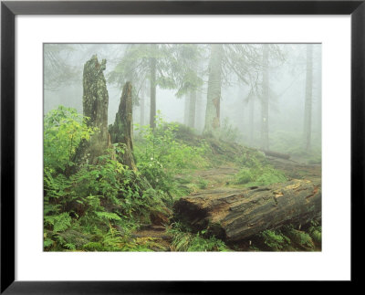 Woodland View In Fog With Ferns And Decaying Tree Trunk by Norbert Rosing Pricing Limited Edition Print image
