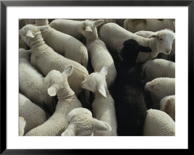 Lambs In A Pen Seen From Above by Joel Sartore Pricing Limited Edition Print image