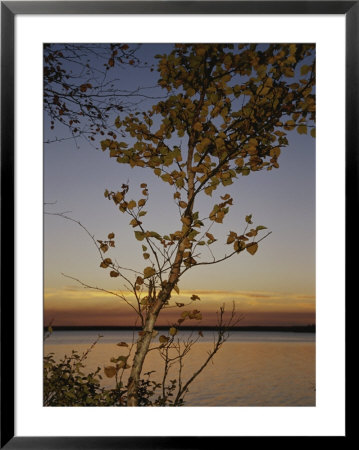An Aspen In Fall Colors Stands In Front Of A Lake At Twilight by Raymond Gehman Pricing Limited Edition Print image