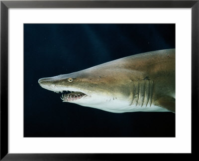Captive Sand Tiger Shark by George Grall Pricing Limited Edition Print image