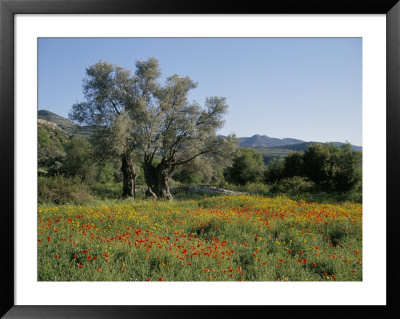 Spring Flowers And Olive Trees On Lower Troodos Slopes Near Arsos, Cyprus by Michael Short Pricing Limited Edition Print image
