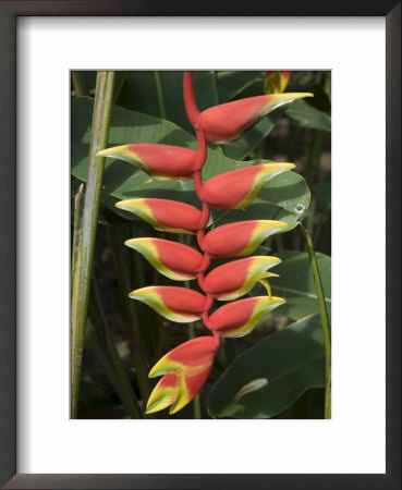 Heliconia Flower, Costa Rica, Central America by R H Productions Pricing Limited Edition Print image