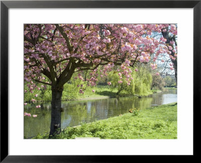 Blossom, Regents Park, London, England, United Kingdom by Ethel Davies Pricing Limited Edition Print image