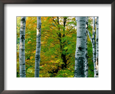 Birch Trees, Usa by Mark Newman Pricing Limited Edition Print image