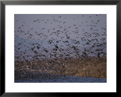 A Huge Flock Of Ducks Takes Off From A Pond by Bates Littlehales Pricing Limited Edition Print image