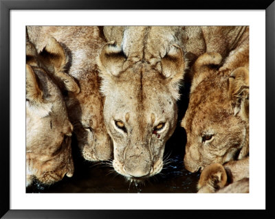 Lions Drinking, Ruaha National Park, Tanzania by Ariadne Van Zandbergen Pricing Limited Edition Print image