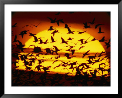 A View Of The Sun With Silhouetted Snow Geese by Joel Sartore Pricing Limited Edition Print image