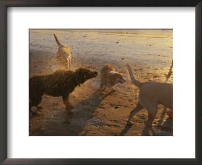 Water Drops Fly As Dogs Shake Themselves On A Beach by Stacy Gold Pricing Limited Edition Print image