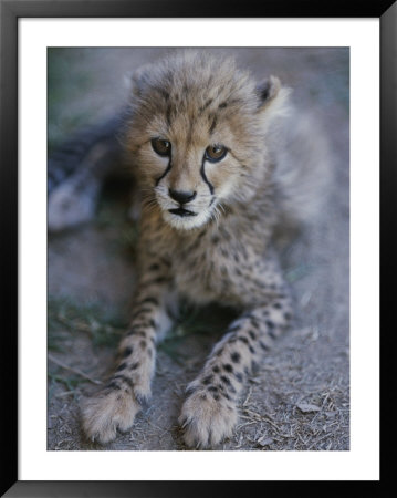 A Close View Of A Juvenile African Cheetah, Acinonyx Jubatus Jubatus by Tino Soriano Pricing Limited Edition Print image