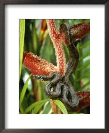 Close View Of A Boa Constrictor by Roy Toft Pricing Limited Edition Print image