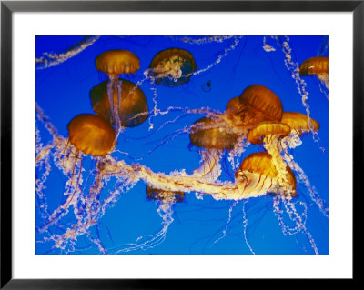 Jellyfish In The Ocean Around Costa Rica by Paul Nicklen Pricing Limited Edition Print image