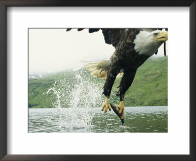 An American Bald Eagle Grabs A Fish With Its Talons by Klaus Nigge Pricing Limited Edition Print image
