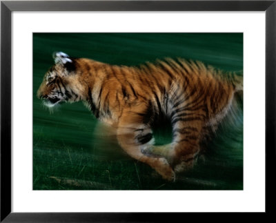 Running Tiger by Michael Nichols Pricing Limited Edition Print image