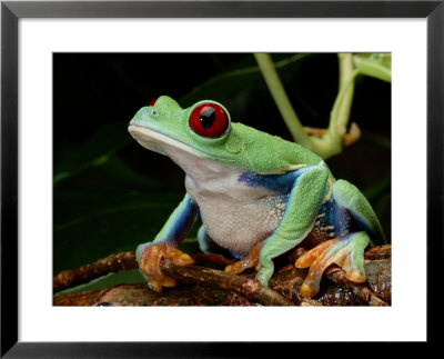 A Red-Eyed Tree Frog by George Grall Pricing Limited Edition Print image