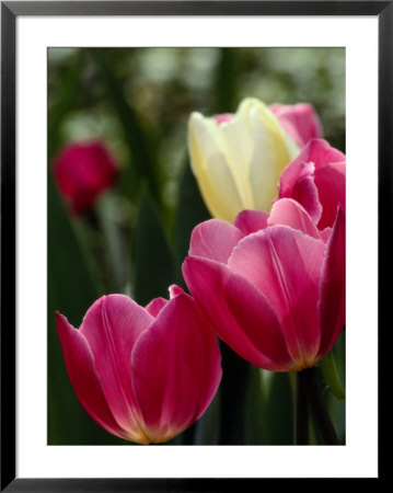 Close-Up Of Blooming Tulips by Anne Keiser Pricing Limited Edition Print image