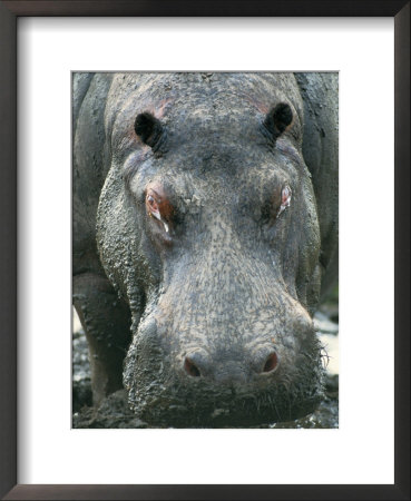 Hippopotamus by Beverly Joubert Pricing Limited Edition Print image